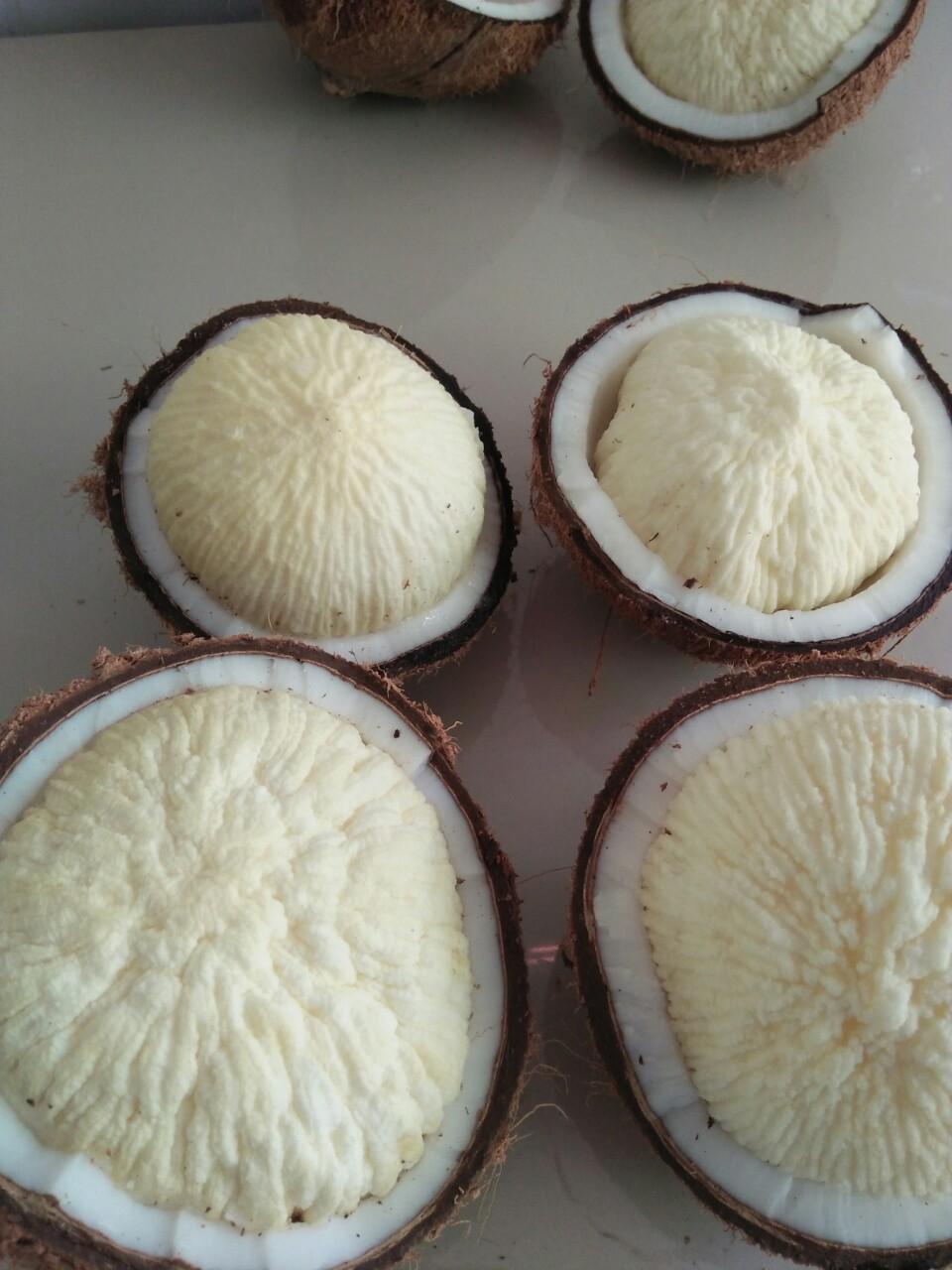 Mộng dừa  ( 2 trái dừa có mộng to )