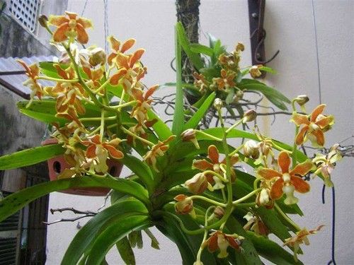 Lan Vanda thơm 1 cây