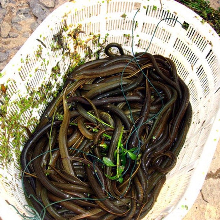 Mồi Dụ BABA , CUA , CÁ , TÔM, LƯƠN ....400 gram 100 viên