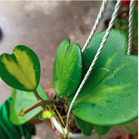 Chậu treo lan cẩm cù lá tim
