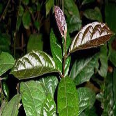 BẦU CÂY GIỐNG XẠ ĐEN TRỒNG UỐNG NƯỚC