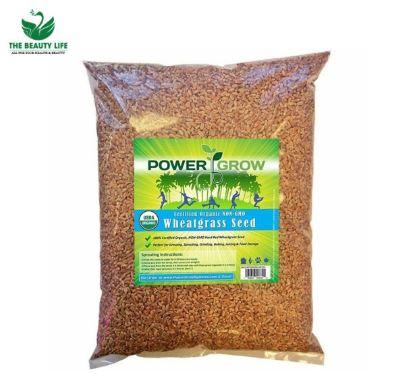 HẠT GIỐNG LÚA MÌ HỮU CƠ POWER GROW 2.27KG