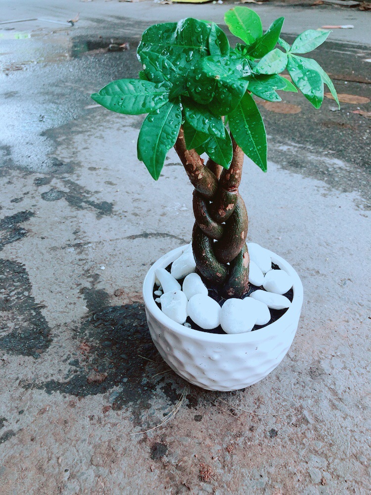 Chậu Kim Ngân Thắt Bính 3 Thân