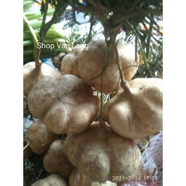 - 1 kg Củ đậu, củ đậu tươi ngon, ngọt thanh mát