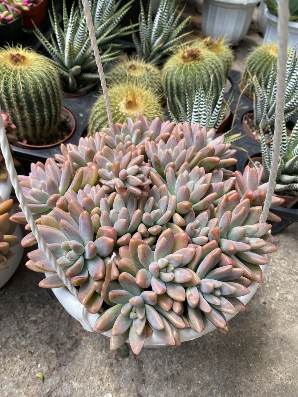 SEN ĐÁ ĐỎ SIZE TRUNG (10-13cm)