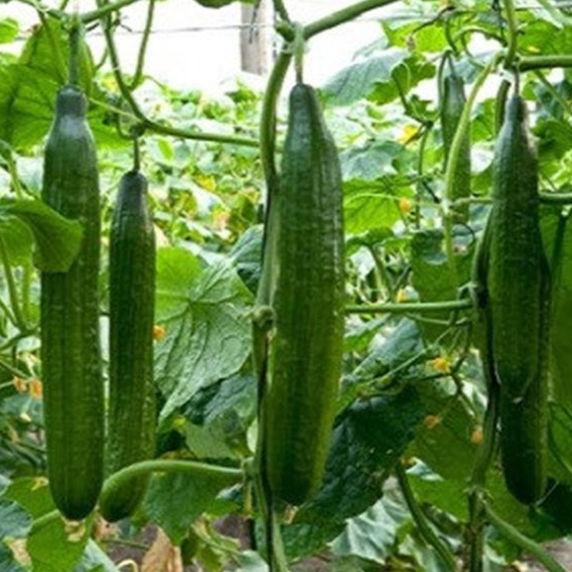 10 Hạt giống Dưa chuột Nhật (tặng Kích nẩy mầm, Hướng dẫn ươm)