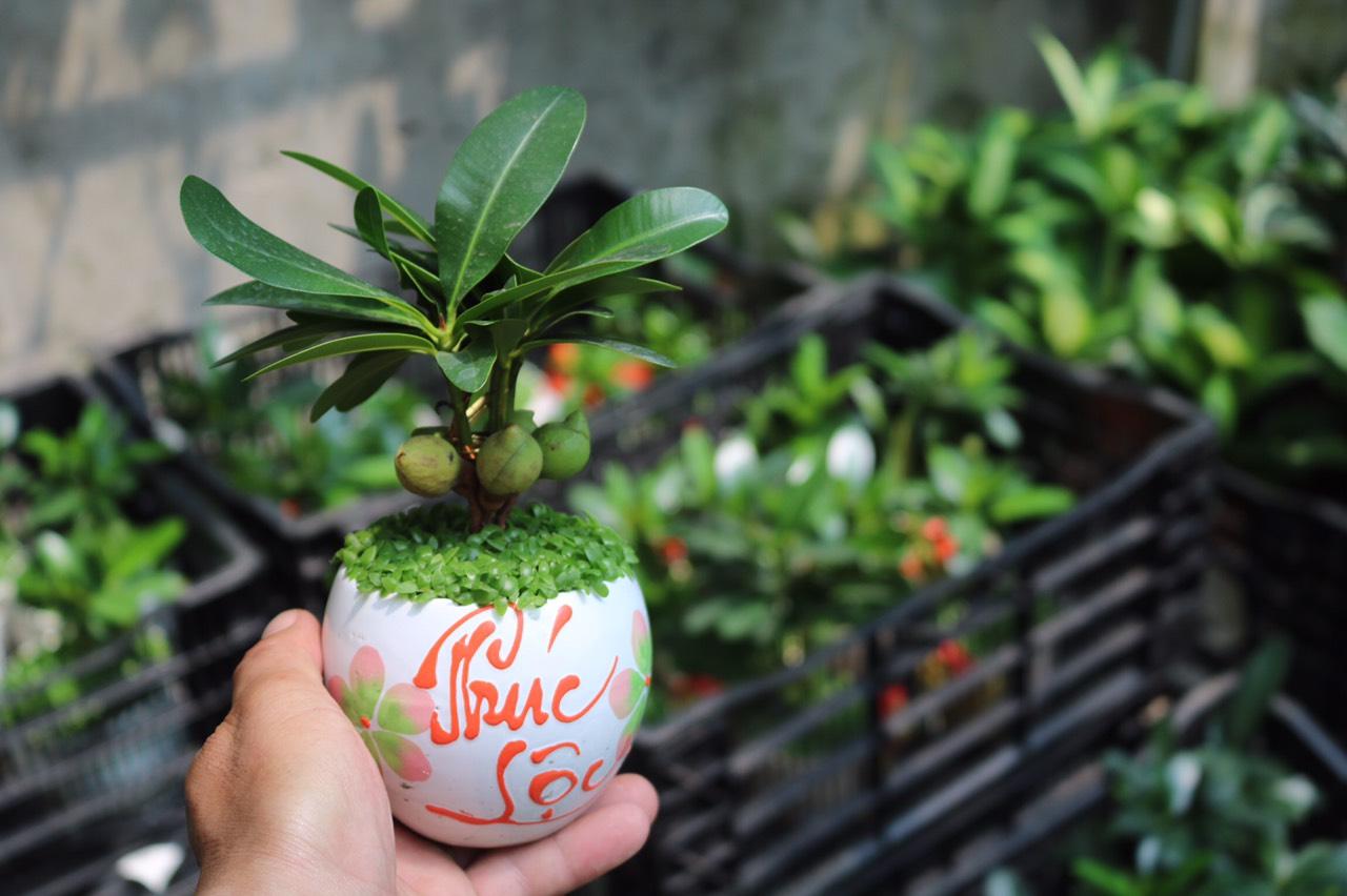 Chậu Sứ Cây Tài Lộc May Mắn