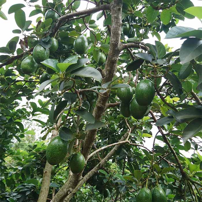 CÂY GIỐNG BƠ TRỒNG CHẬU. [ CÂY GHÉP CHO QUẢ SỚM ].