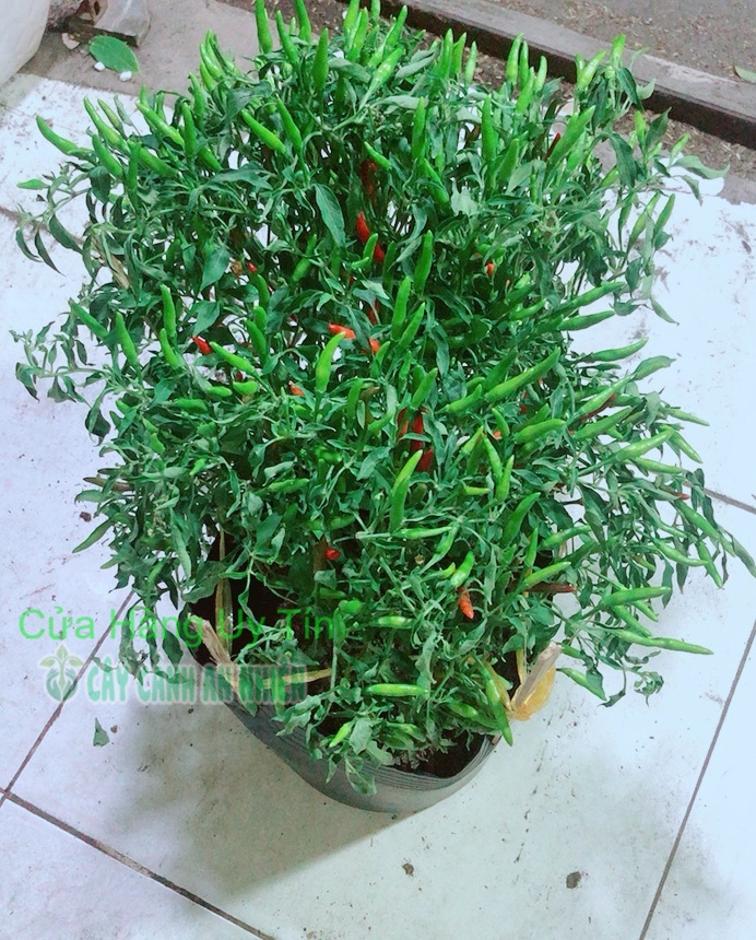 Bụi Ớt Hiểm Nhiều Trái