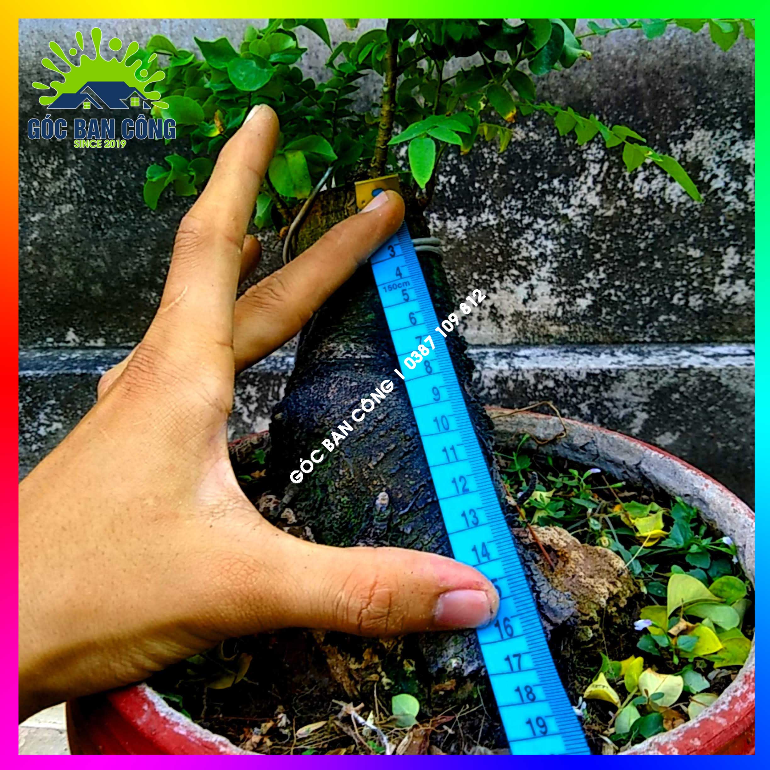 Cây Khế Bonsai Mini Gốc Quái - KBS20