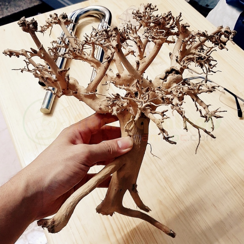 Lũa Kim Tuyến - Xương Chùm dáng Bonsai Mini | Dùng làm Bonsai - Tiểu Cảnh Sen Đá hoặc Ghép Layout Bể Cá Thuỷ Sinh