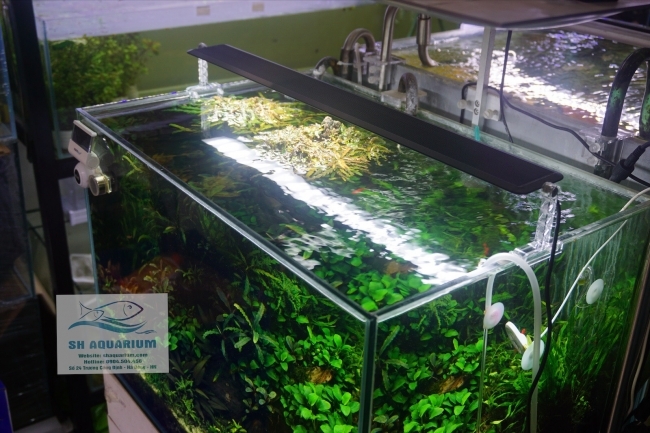 [HOÀN TIỀN 10%]ĐÈN CHIHIROS A VER2 45CM