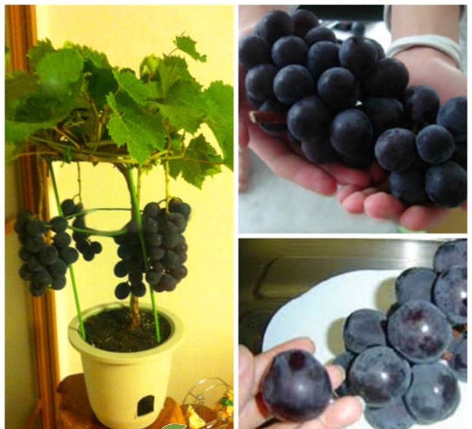 MA229 GÓI 5 Hạt Giống Nho Tím Bonsai Khổng Lồ Akebi Nhật Bản Ngọt Lịm Mới 5 Hạt