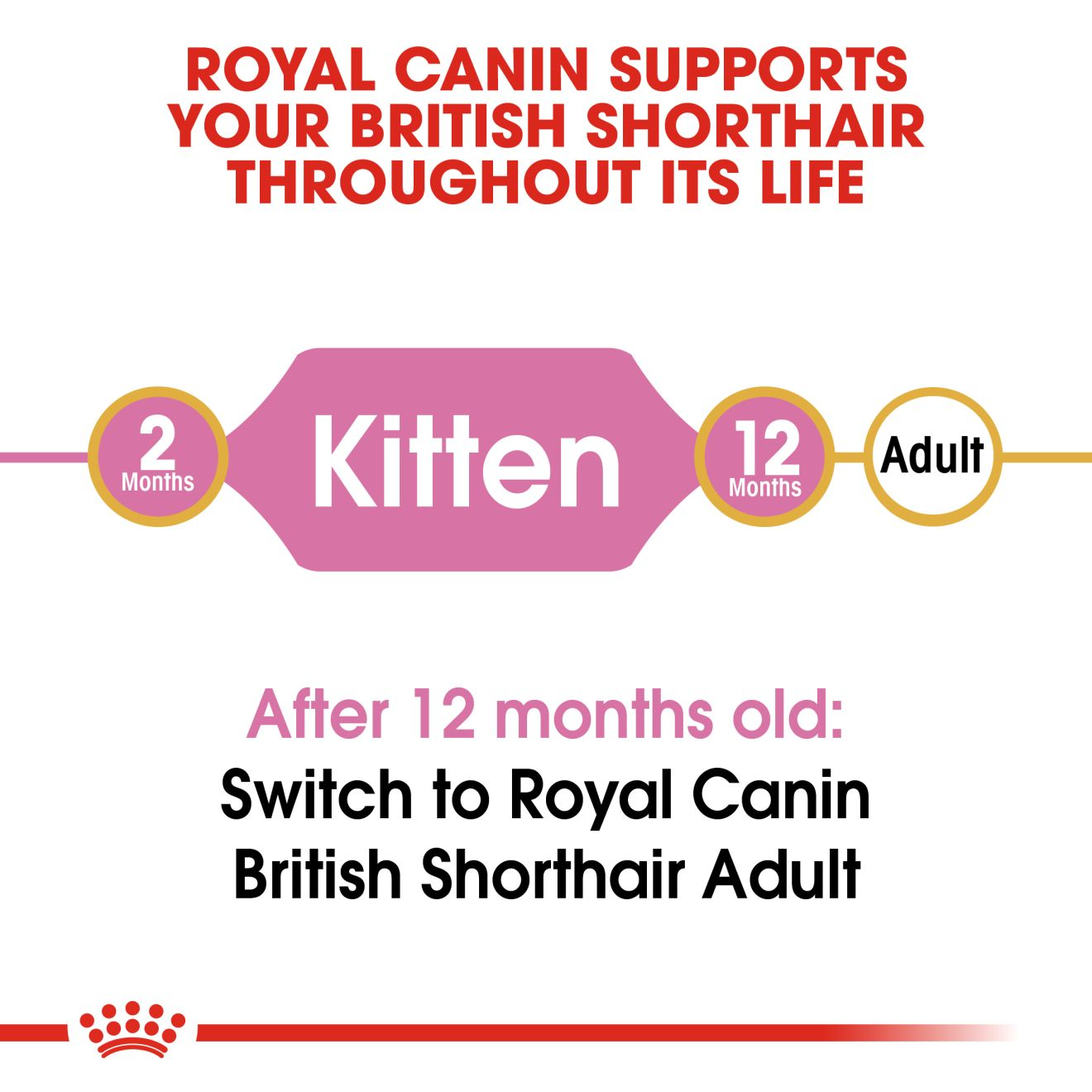 Hạt Cho Mèo Con Anh Lông Ngắn Thành Royal Canin British Shorthair Kitten