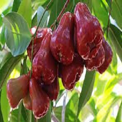 Cây giống mận đỏ an phước chuẩn giống