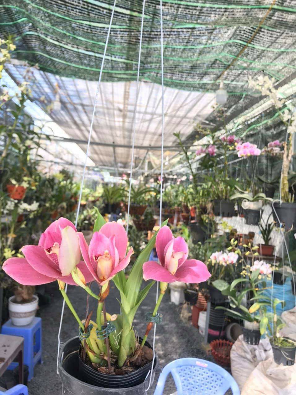 LAN vũ nữ lycaste