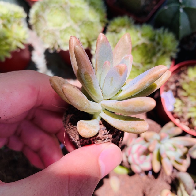 SEN ĐÁ PHA LÊ SIZE MINI KHOẺ ĐẸP LỖI 1 ĐỔI 1
