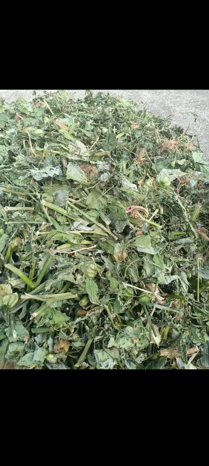 (Dược liệu khô) Cây Tầm Bốp 500g phơi khô (Cây thù lù cạnh, bôm bốp, bùm bụp, lồng đèn)