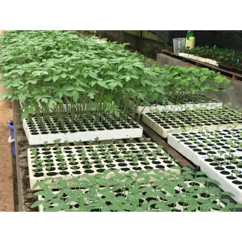 3 Khay xốp ươm cây giống