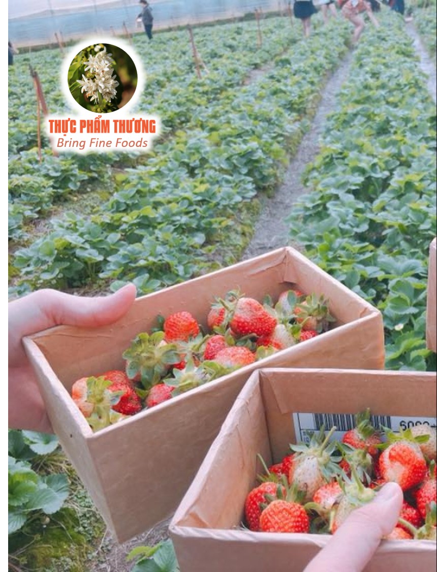 Fresh Strawberry (Origin of Produce: Dalat)