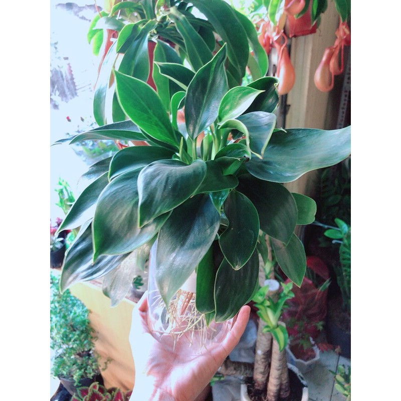 [HCM]Chậu Trầu Bà Đế Vương Thuỷ Sinh