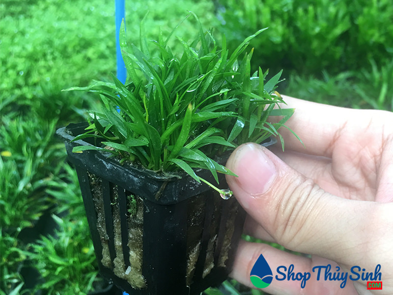 CÂY THỦY SINH CỎ ĐỎ DÙNG TRANG TRÍ NỀN CỰC ĐẸP