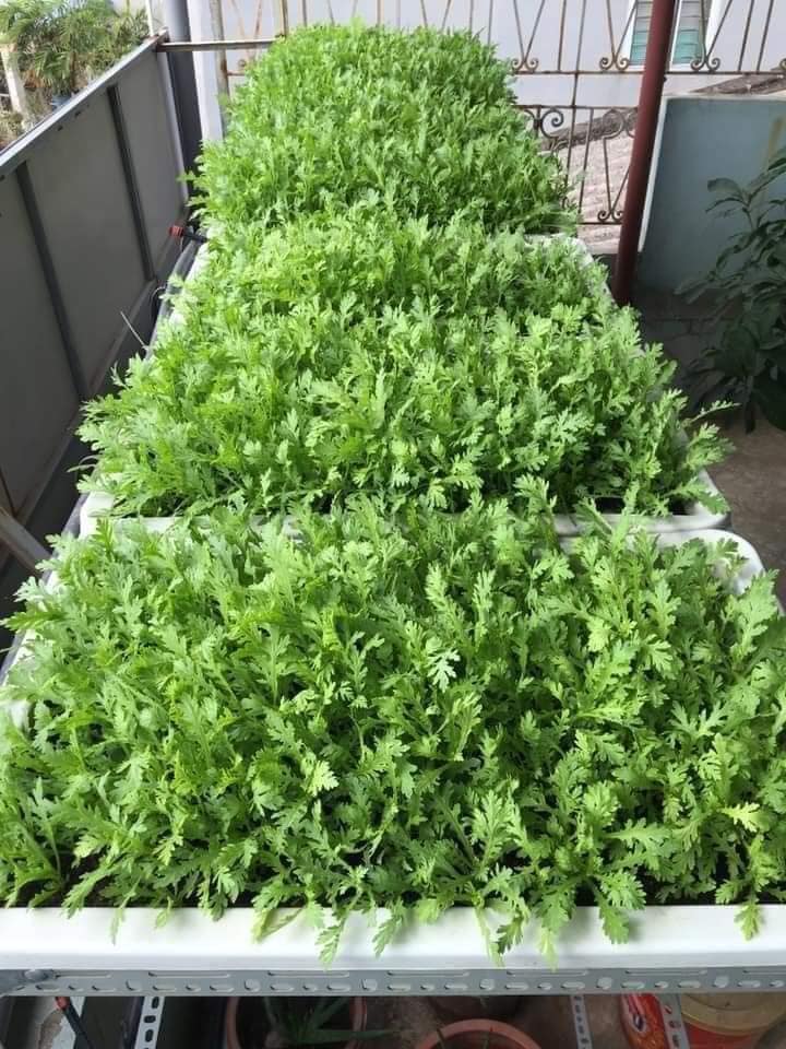 Hạt giống rau tần ô ( rau cải cúc) Gói 20 gram