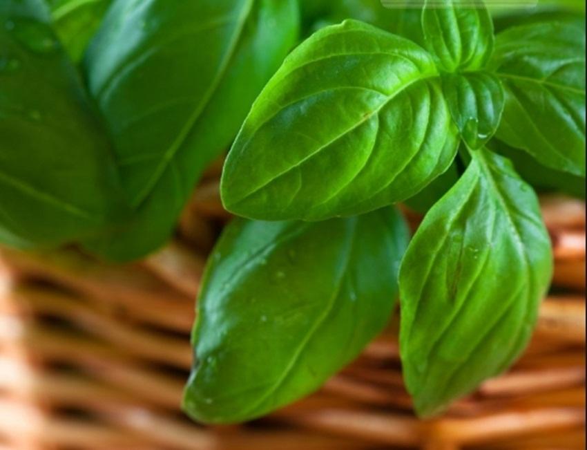 Hạt giống húng tây (Basil)