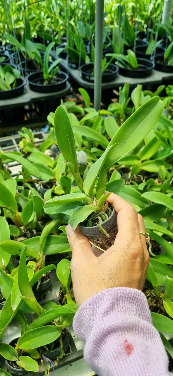 HOA LAN CATT KLINKOSOOM CÂY GIỐNG