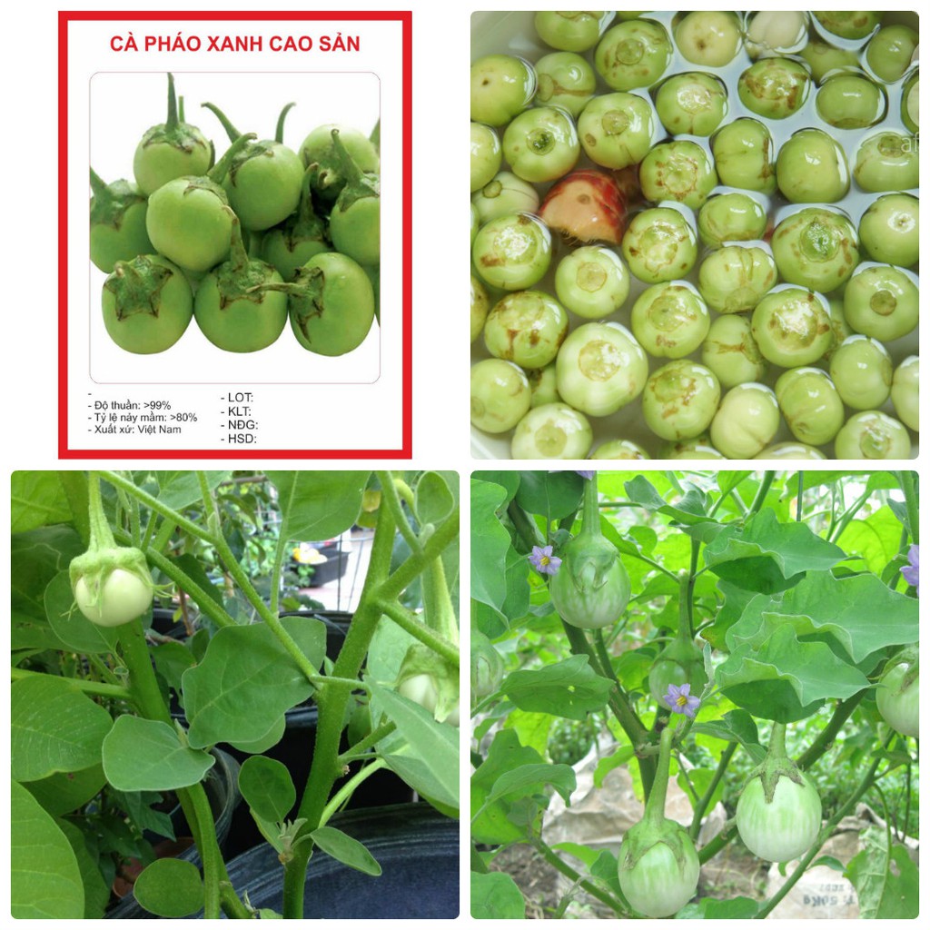 Green Ca Phao Seeds - 0.2 Gram Package