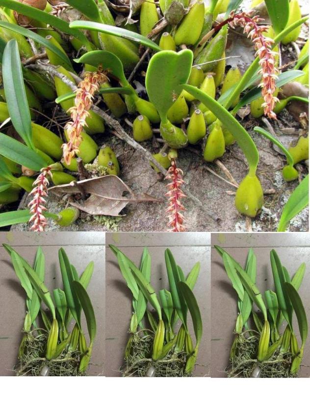 Combo 4 loại hoa phong lan rừng dễ trồng và chăm sóc : Nhất điểm hoàng, Kim điệp, Lan Lọng , Kiếm