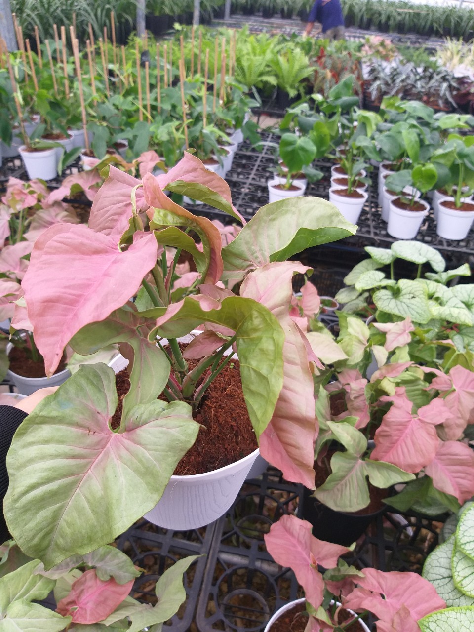 Trầu bà hồng - Syngonium pink