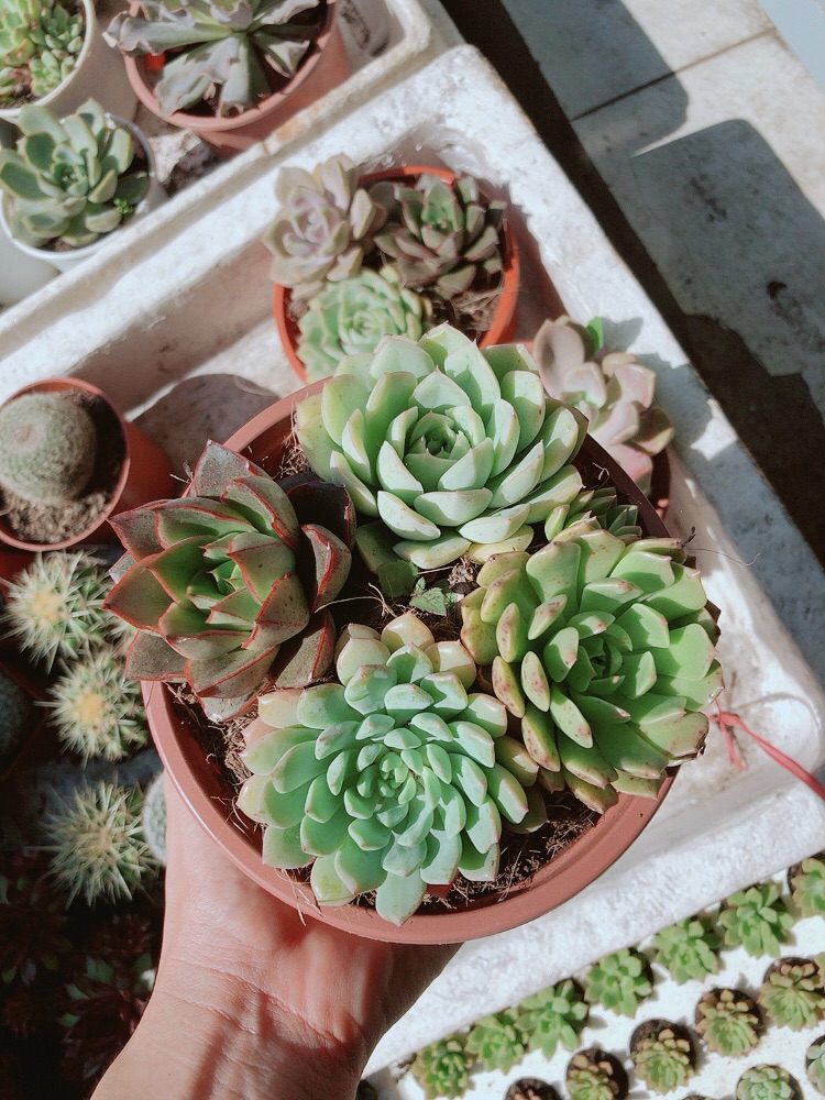 Chậu sen đá mix 4 cây lớn