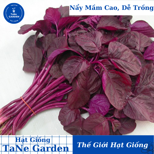 Hạt giống Rau Dền Đỏ 15 (20g~7000 hạt) sinh trưởng khỏe, nhanh thu hoạch, trồng quanh năm - Hạt giống Rạng Đông