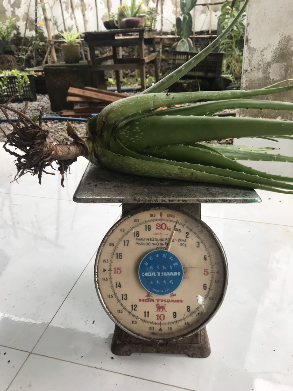 Cây Nha Đam 800gr - 1kg