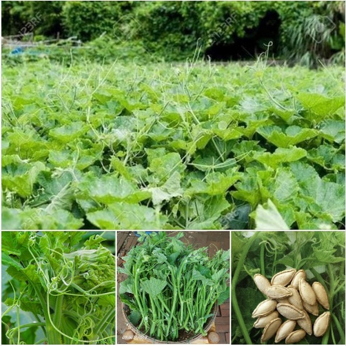 Hạt Giống Bí Siêu Ngọn dể trồng Gói 10gram