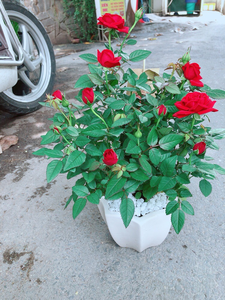 Chậu Hoa Hồng Có Sẵn Hoa