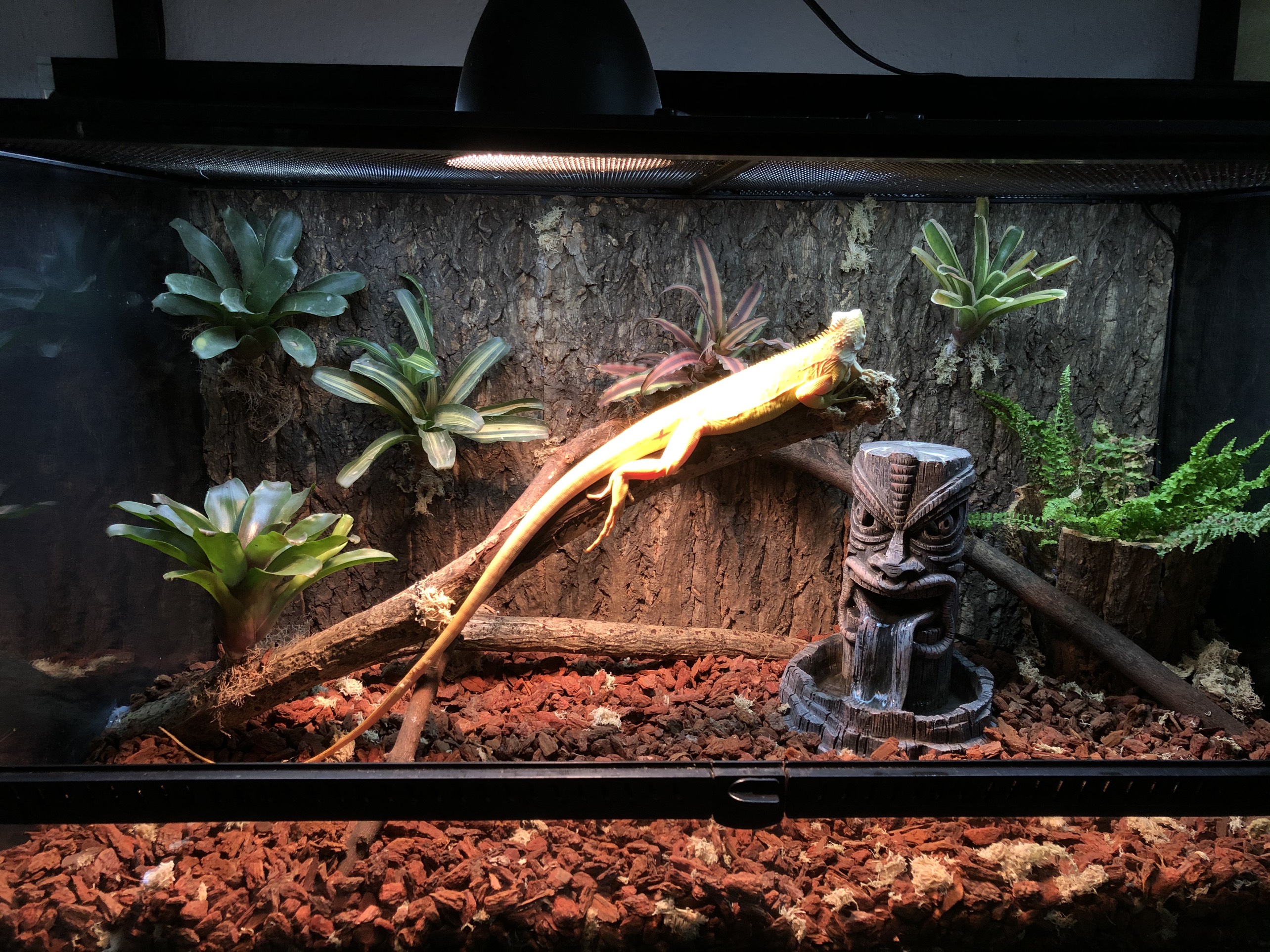 Đèn sưởi UVA Daylight Basking spot 75W dành cho bò sát nhiệt đới