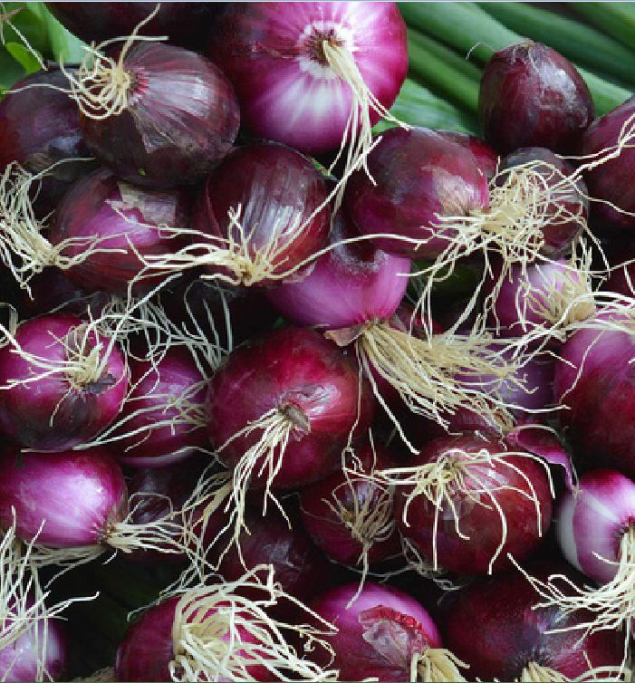 Hạt giống hành lá cao sản gốc tím - Gói 2gram