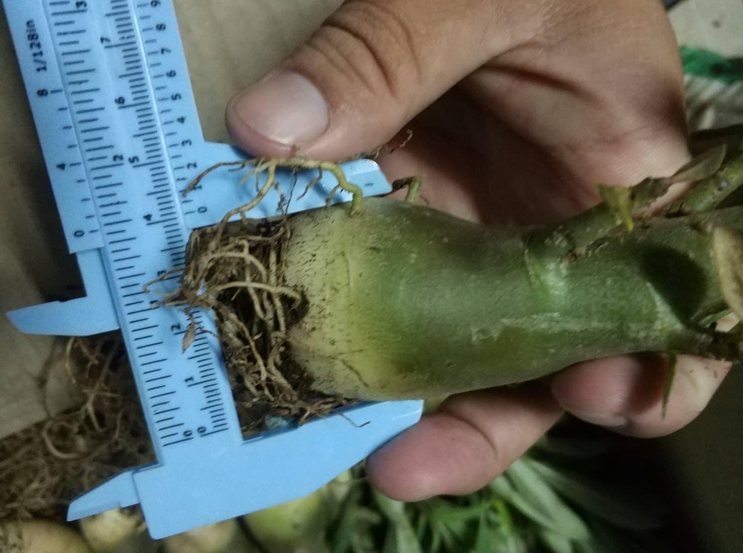 [HCM]Củ sứ kim tự tháp giống acayda (loại dẻ nhánh một cốt)