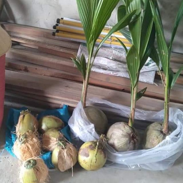 cây dừa xiêm lùn