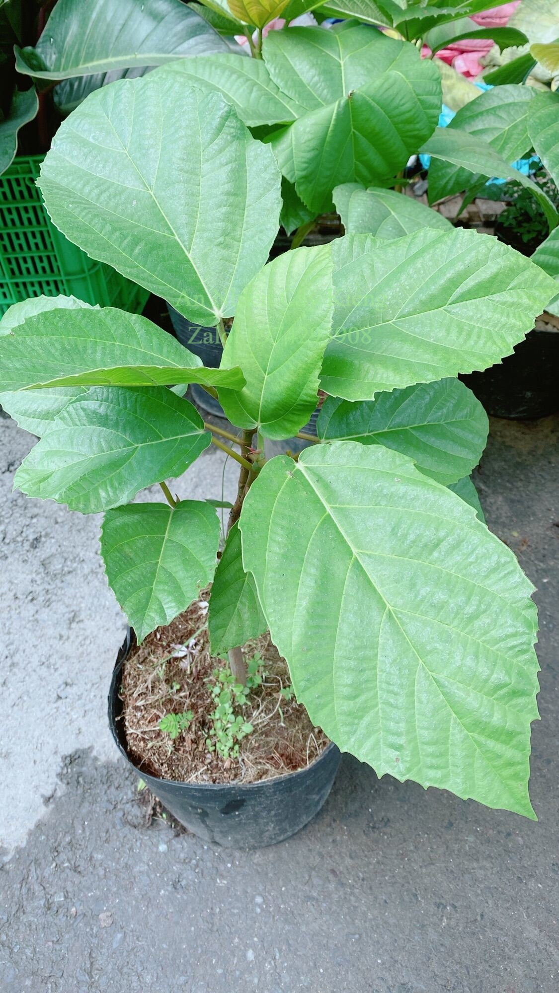 Cây vả cao 50cm