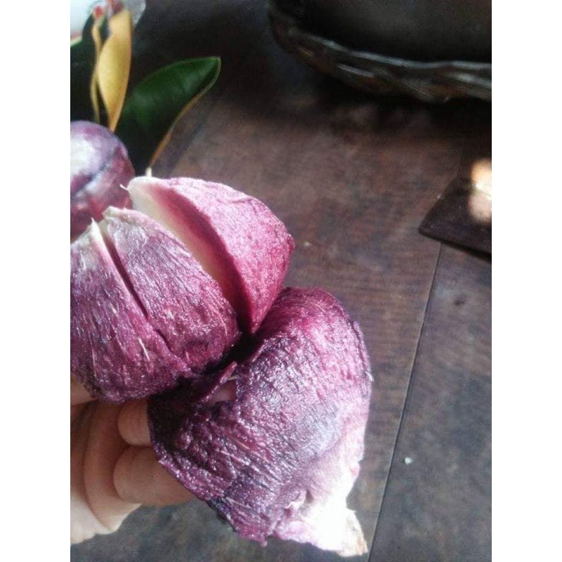 CÂY GIỐNG VÚ SỮA TÍM MIKA (8 THÁNG THU HOẠCH)
