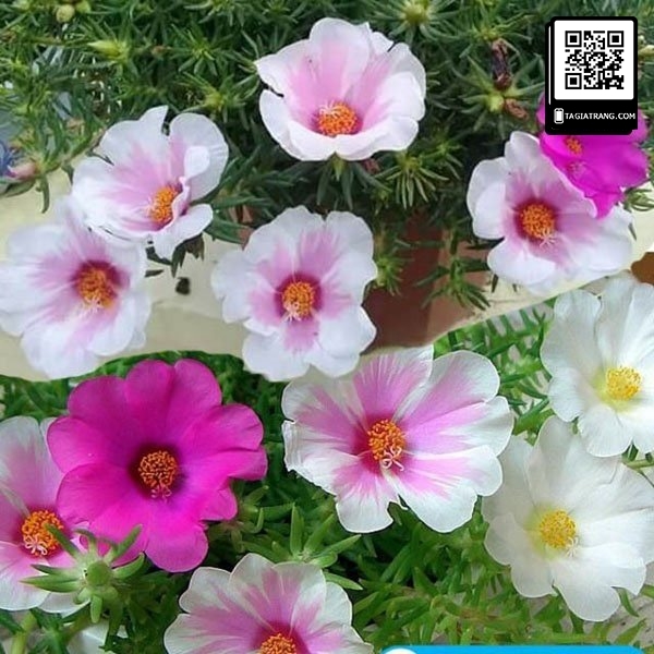 Hạt giống hoa mười giờ đơn mix