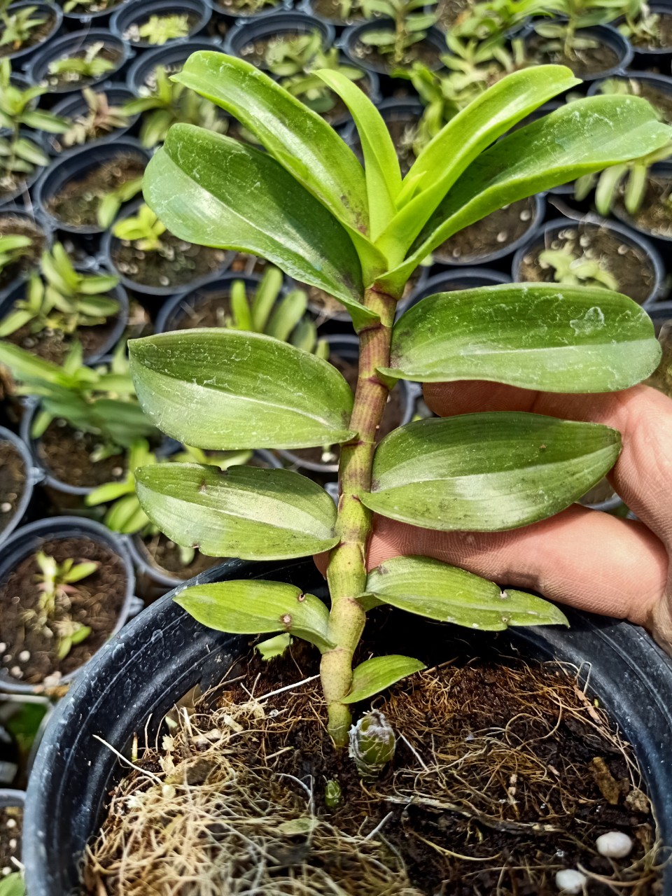 Phi điệp Hồng Trời Đánh gieo hạt Chậu 52