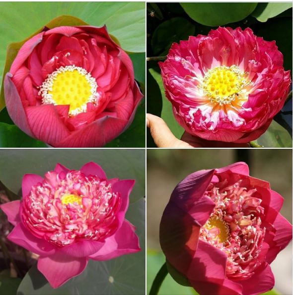 Hạt giống sen bách diệp hoa màu đỏ - 5 hạt