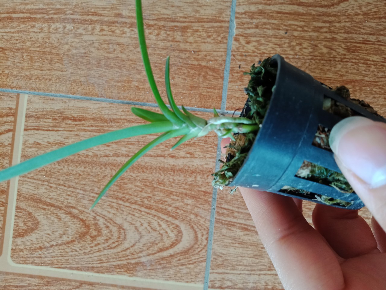 Hoa lan Kiếm phan trí