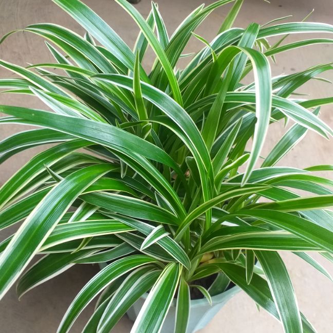 Lan chi chậu nhỏ