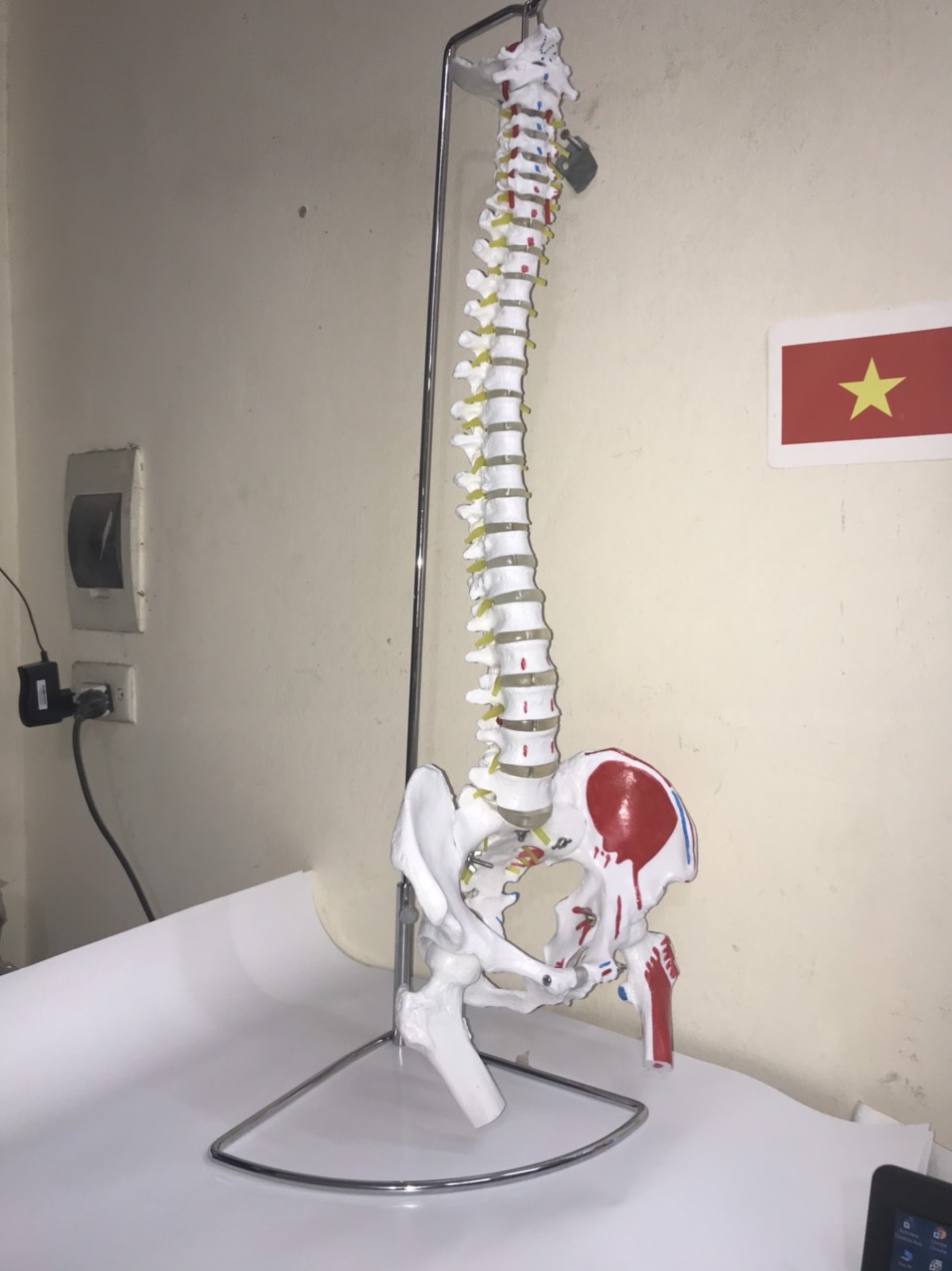 Mô Hình Xương Cột Sống 85 cm