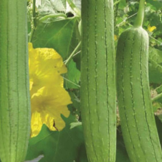 Hạt giống mướp hương thái-gói 10 hạt